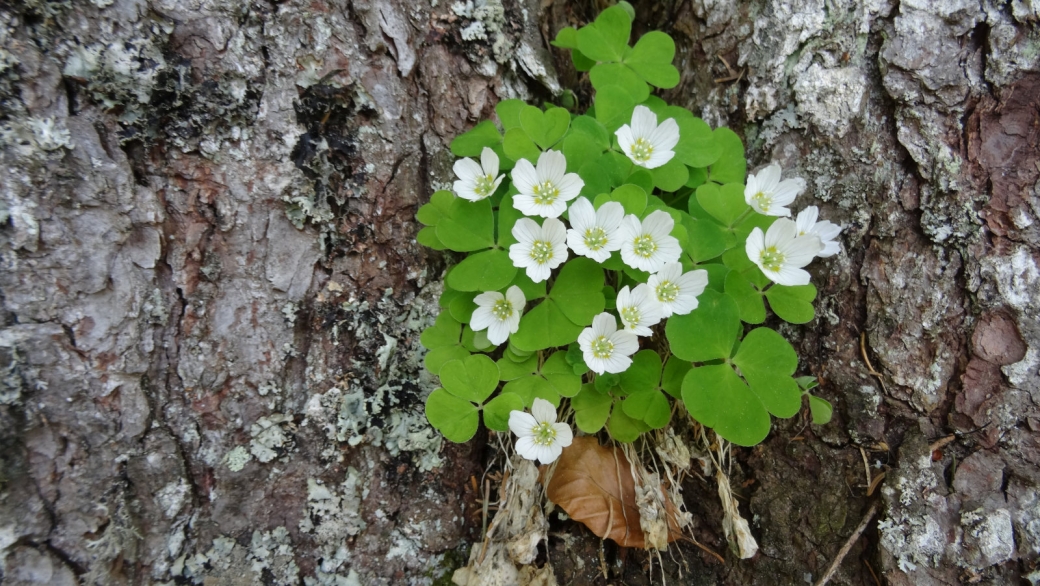 Oxalis petite Oseille - Oxalis Acetosella