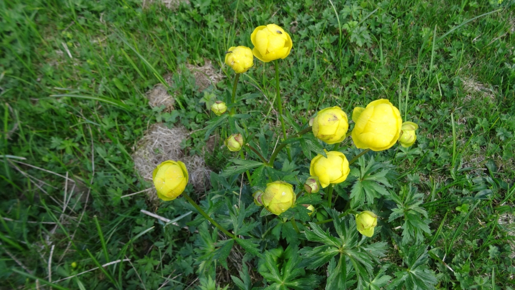 Trolle d'Europe - Trollius Europaeus