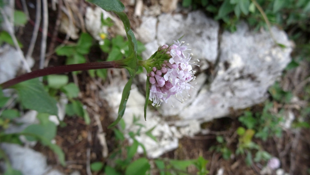 Valériane des montagnes - Valeriana Montana