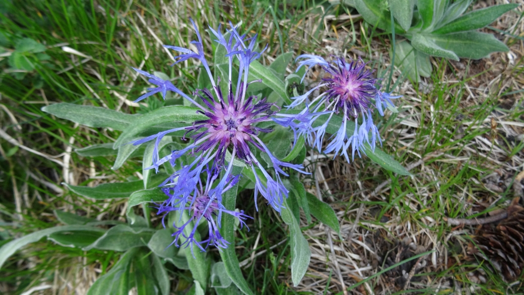 Centaurée des montagnes - Centaurea Montana