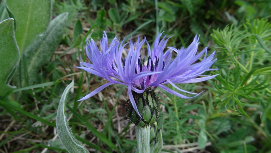 Centaurée des Montagnes - Centaurea Montana