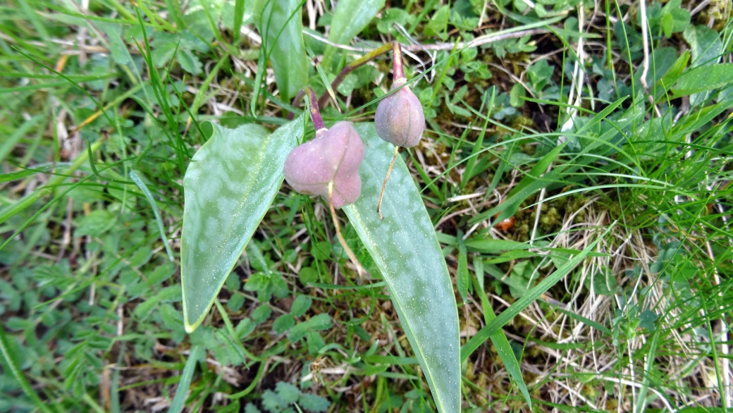 Dent de Chien - Erythronium Dens Canis