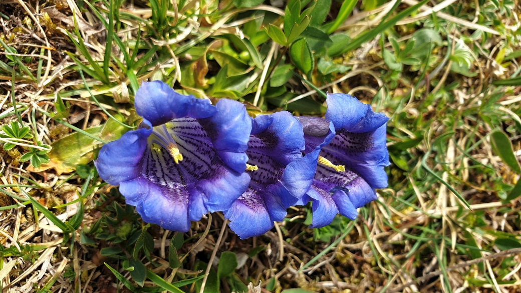 Gentiane Acaule - Gentiana Acaulis