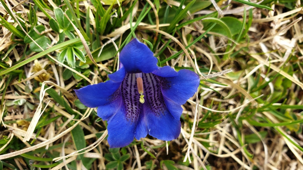 Gentiane Acaule - Gentiana Acaulis