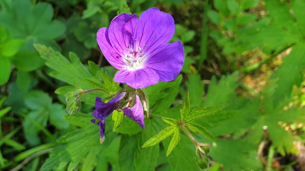 Géranium des Bois - Geranium Sylvaticum