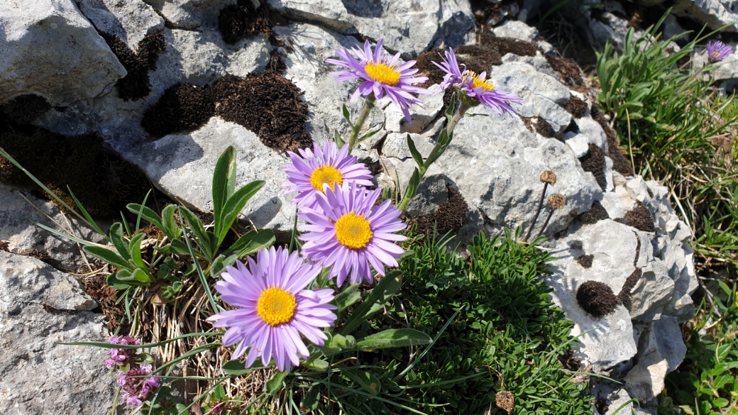 Aster des Alpes - Aster Alpinus