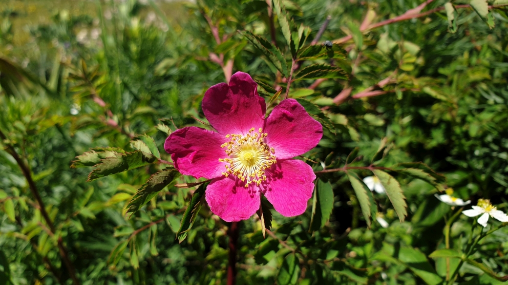 Rosier des Alpes - Rosa Pendulina