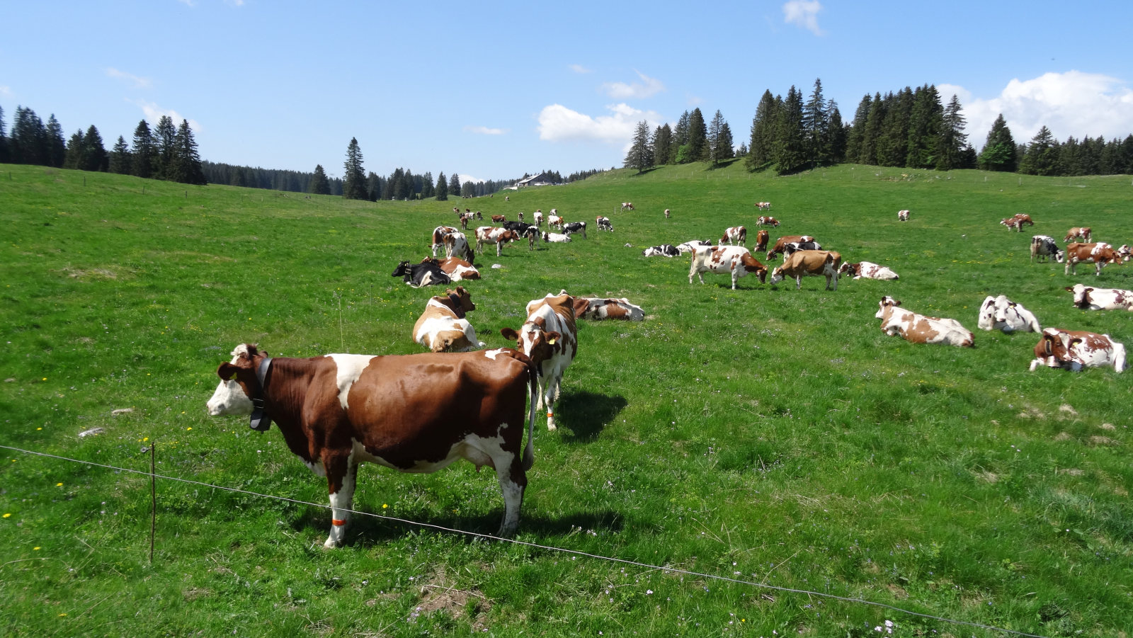 Grands Plats de Vent – Le Chenit – Vaud – Suisse