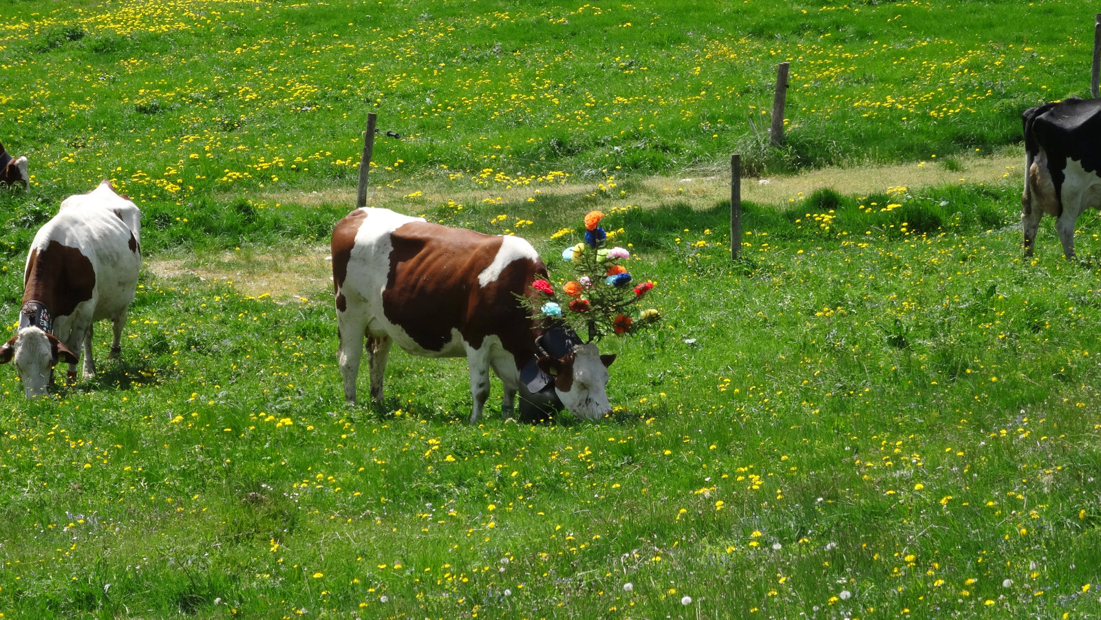 Grands Plats de Vent – Le Chenit – Vaud – Suisse