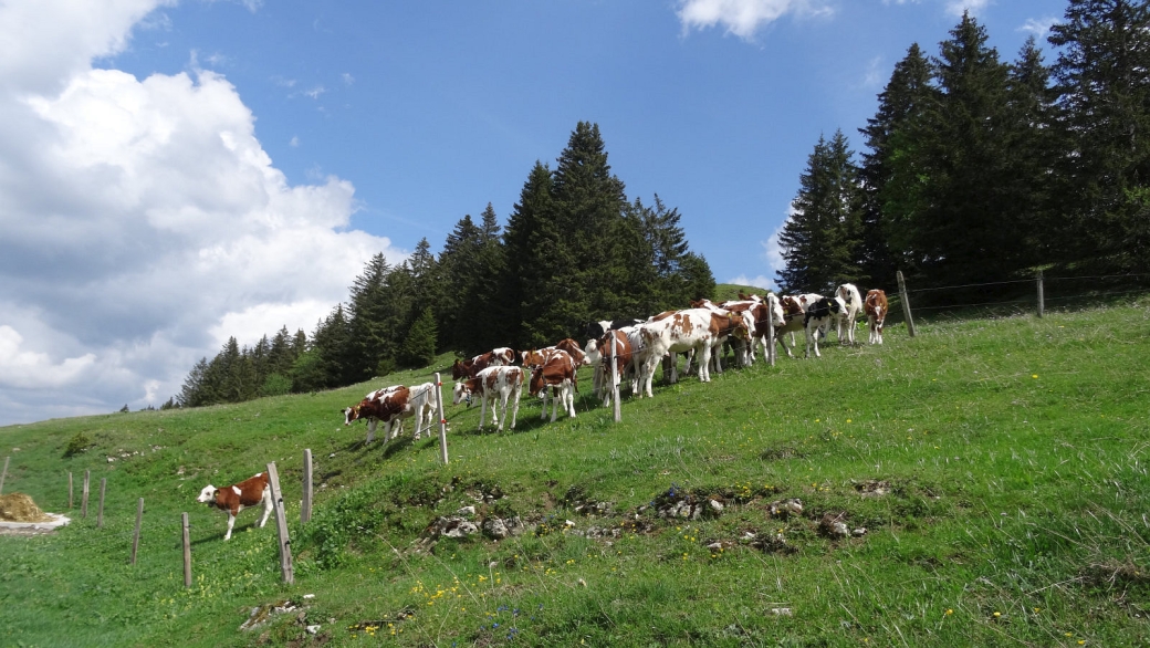 Le Couchant - Arzier-Le Muids - Vaud - Suisse