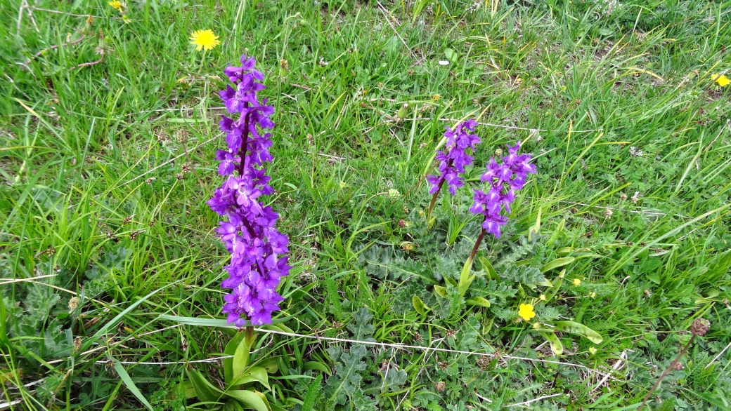 Orchis Mâle - Orchis Mascula