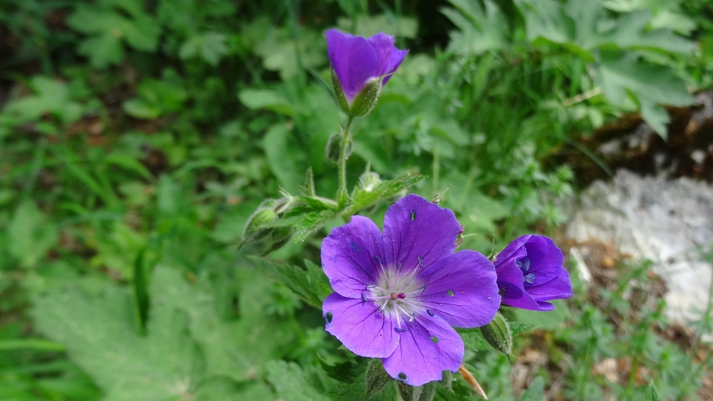 Géranium des Bois - Geranium Sylvaticum