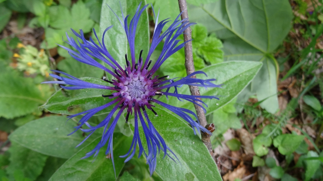 Centaurée des Montagnes - Centaurea Montana