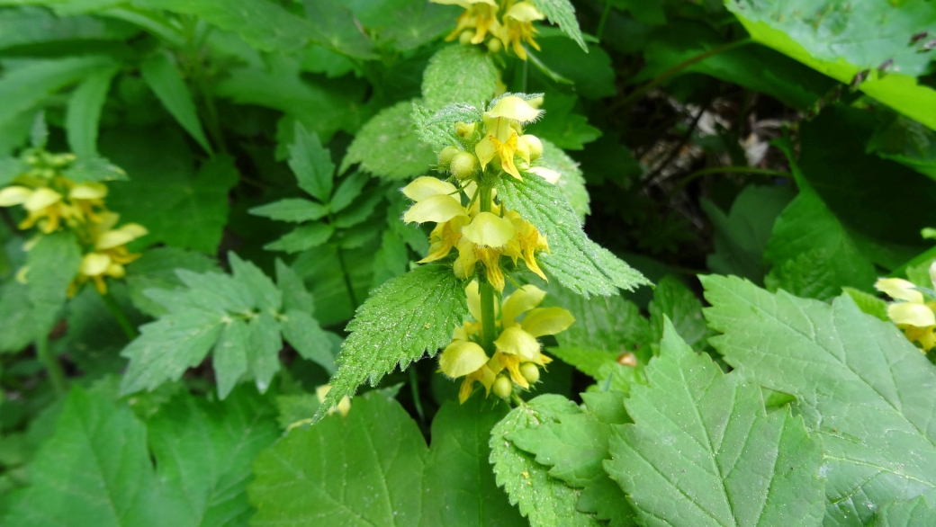 Ortie Jaune - Lamium Galeobdolon