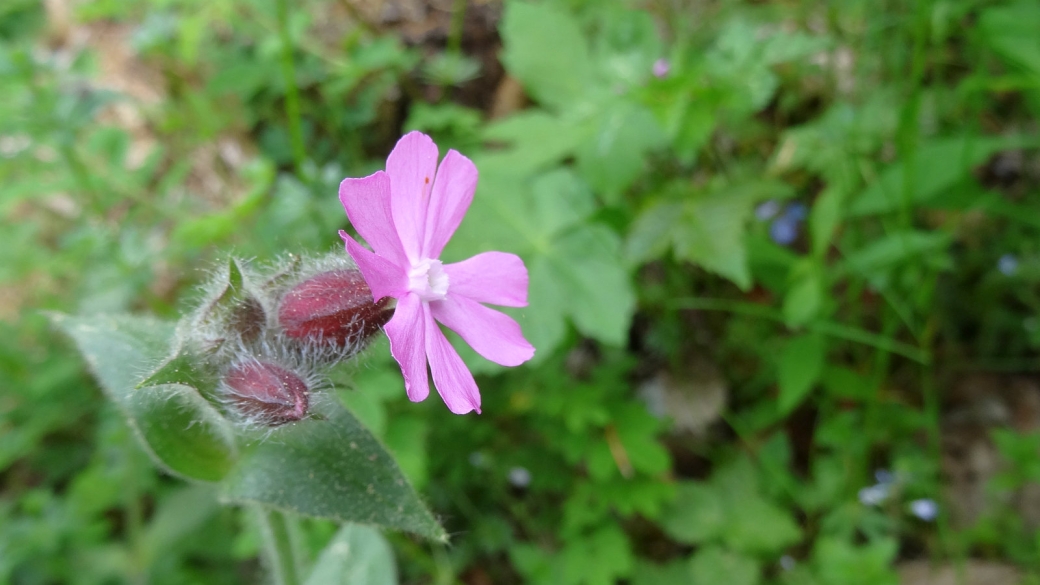 Compagnon Rouge - Silene Dioica