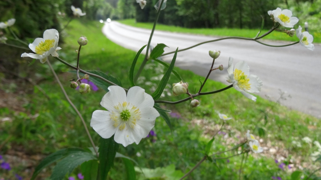 Renoncule Elevée - Ranunculus Platanifolius