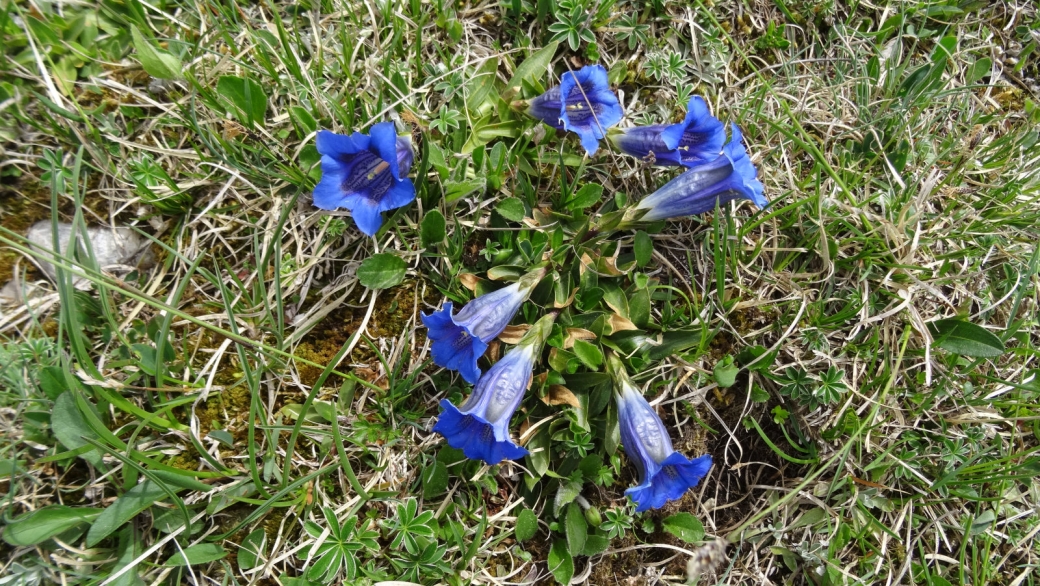 Gentiane Acaule - Gentiana Acaulis