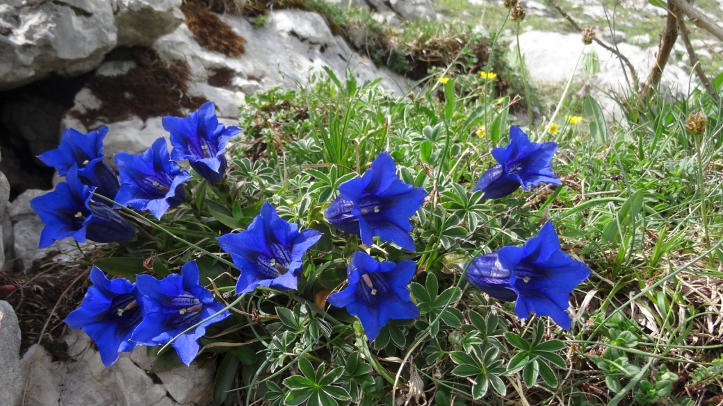 Gentiane Acaule - Gentiana Acaulis