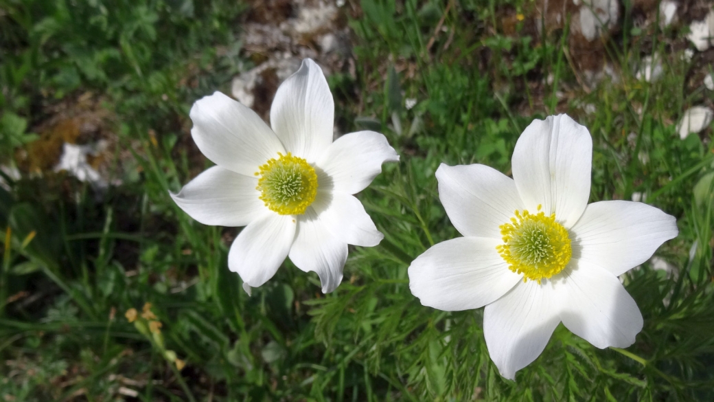 Anémone pulsatille des Alpes - Pulsatilla Alpina