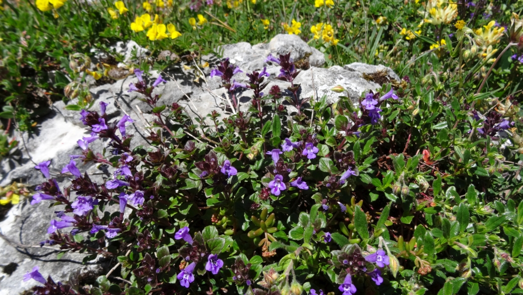 Sarriette des Alpes - Acinos Alpinus 