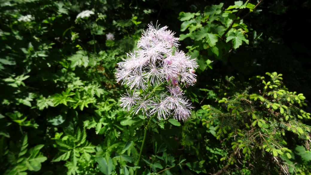 Pigamon à Feuilles d'Ancolie - Thalictrum Aquilegiifolium