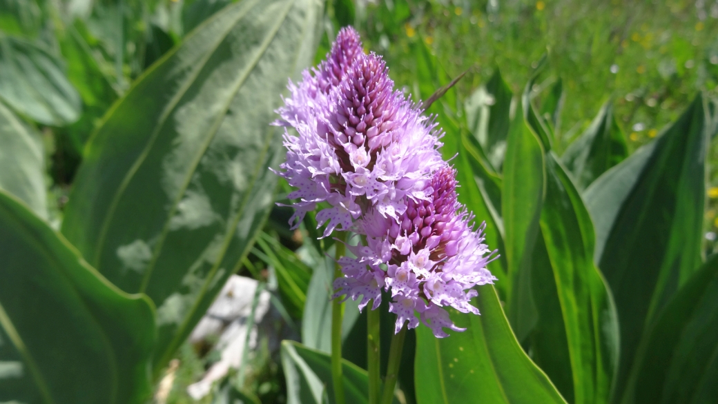 Orchis Pyramidal - Anacamptis Pyramidalis