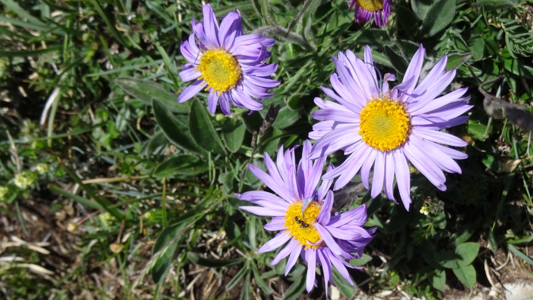 Aster des Alpes - Aster Alpinus