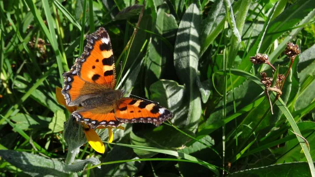 Petite Tortue - Aglais Urticae