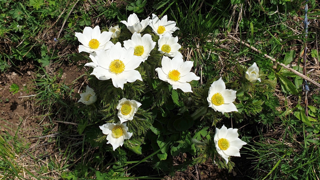 Anémone pulsatille des Alpes - Pulsatilla Alpina