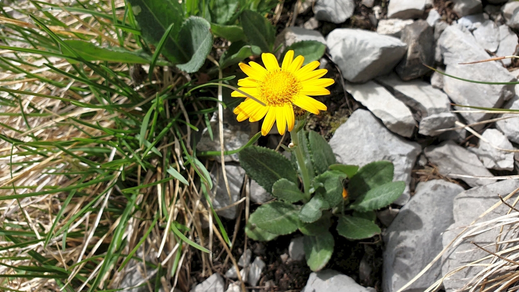 Séneçon Doronic - Senecio Doronicum