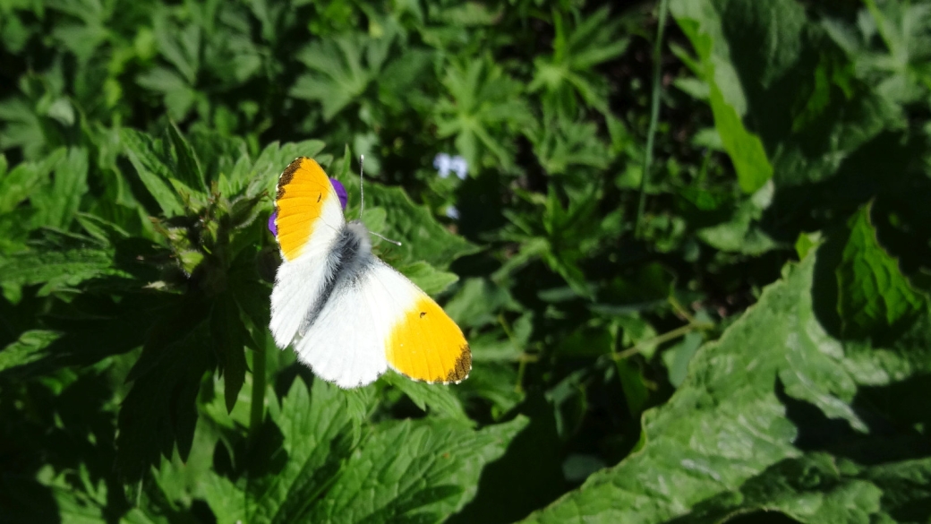 Aurore - Anthocharis Cardamines