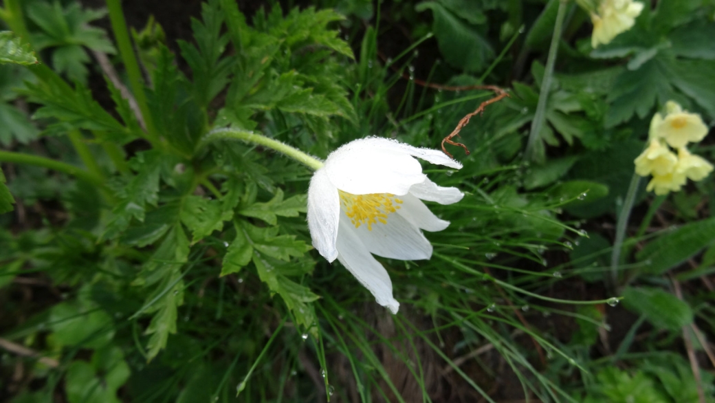 Anémone pulsatille des Alpes - Pulsatilla Alpina