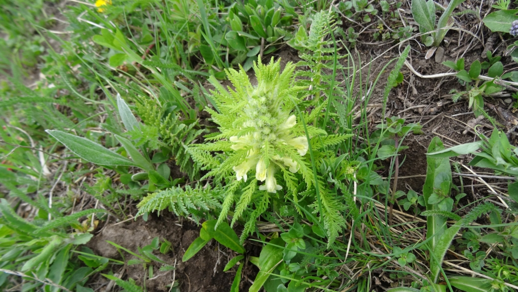 Pédiculaire Feuillée - Pedicularis Foliosa