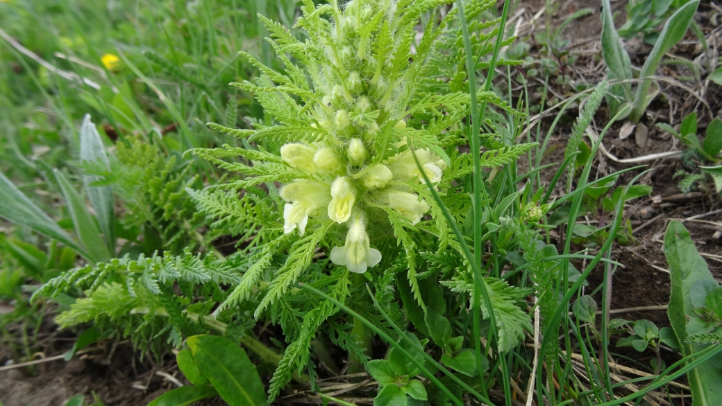 Pédiculaire Feuillée - Pedicularis Foliosa