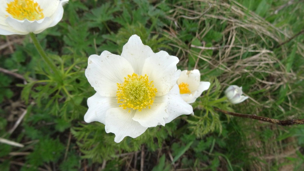 Anémone pulsatille des Alpes - Pulsatilla Alpina