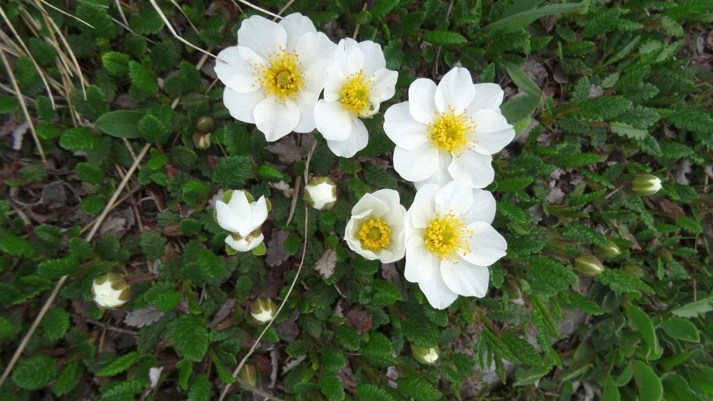 Dryade à huit Pétales - Dryas Octopetala