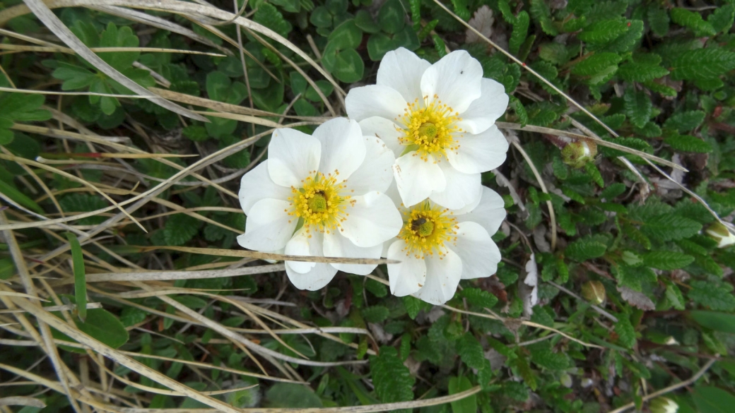 Dryade à huit Pétales - Dryas Octopetala