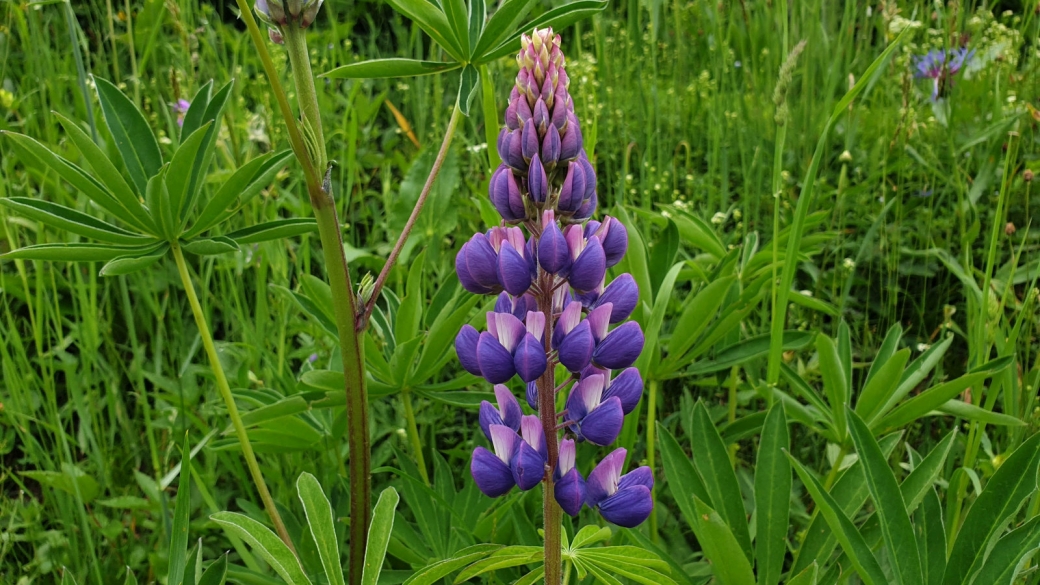 Lupin à Folioles nombreuses - Lupinus Polyphyllus