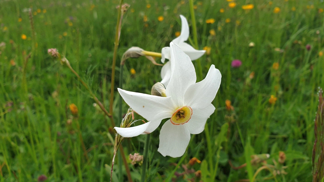 Narcisse à Fleurs rayonnantes - Narcissus Radiiflorus