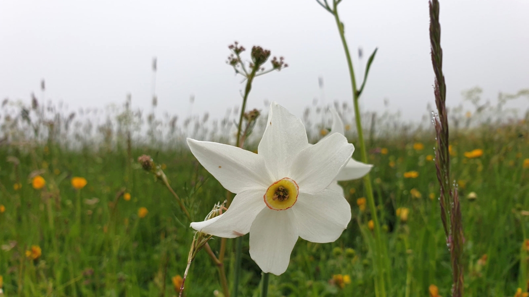 Narcisse à Fleurs rayonnantes - Narcissus Radiiflorus