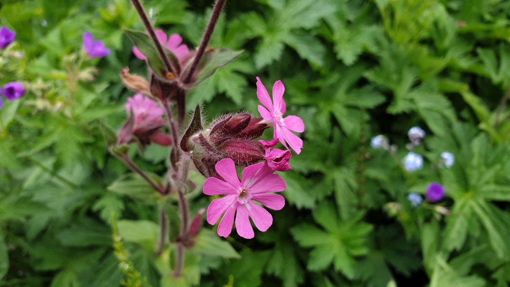 Compagnon Rouge - Silene Dioica