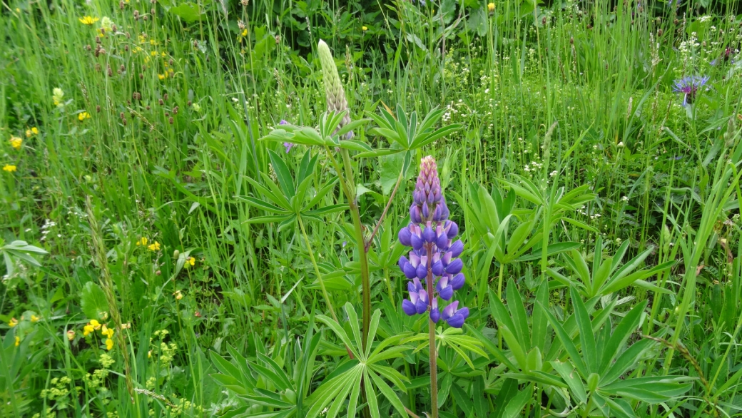 Lupin à Folioles nombreuses - Lupinus Polyphyllus