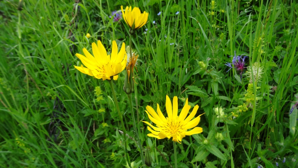 Salsifis des Prés - Tragopogon Pratensis