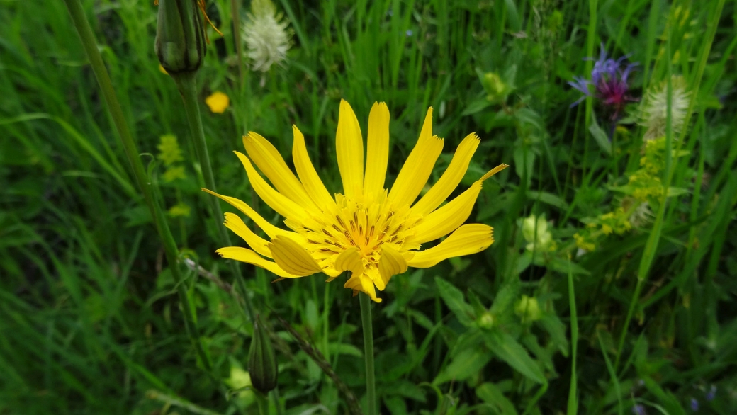 Salsifis des Prés - Tragopogon Pratensis