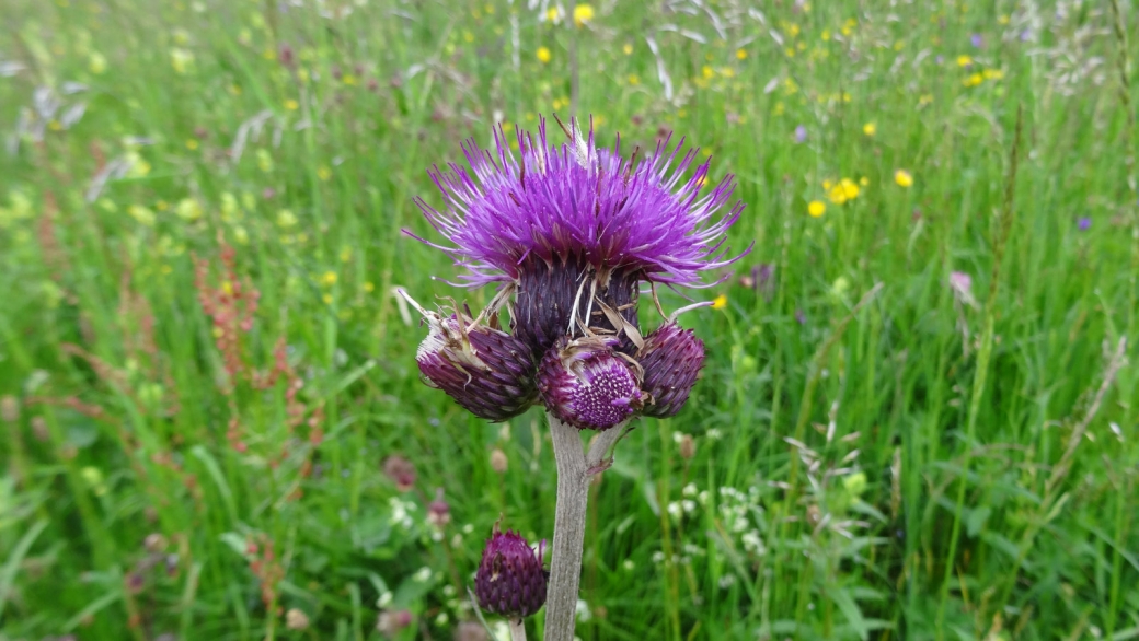 Cirse des montagnes - Cirsium Montanum