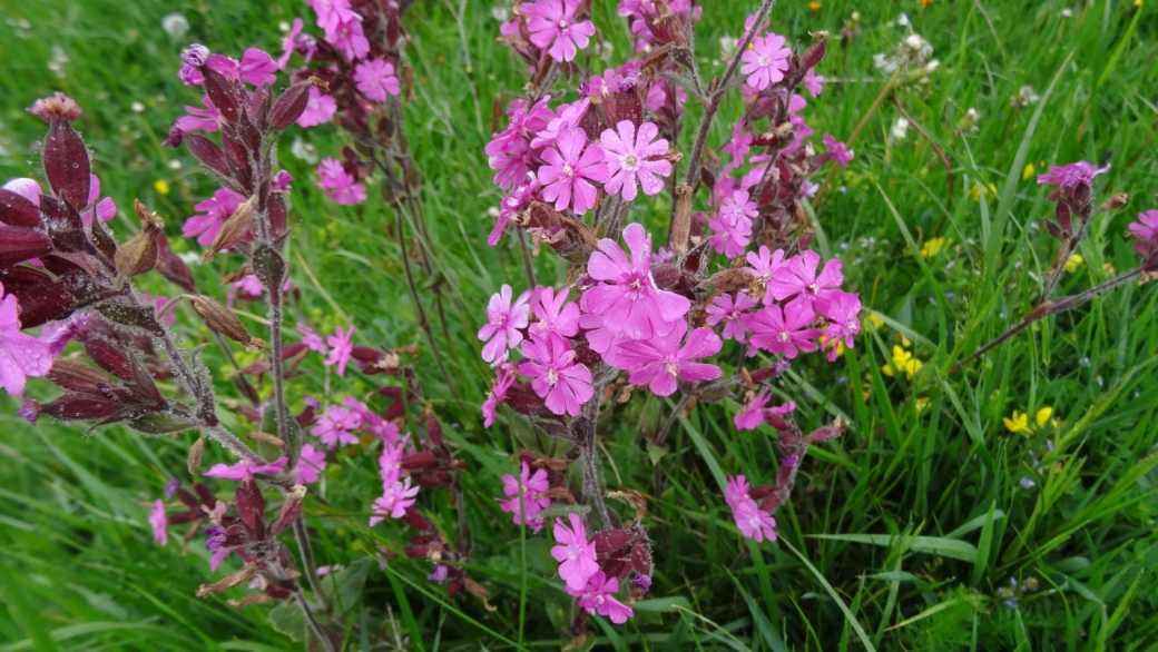 Compagnon Rouge - Silene Dioica