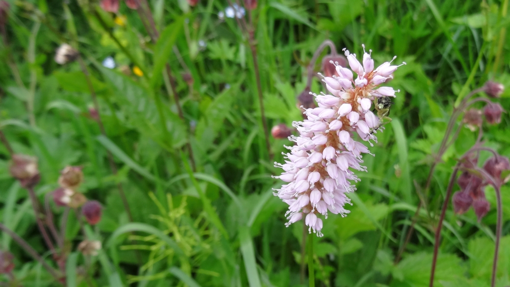 Renouée Bistorte - Bistorta Officinalis