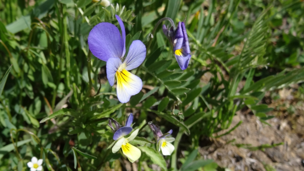 Pensée Tricolore - Viola Tricolor