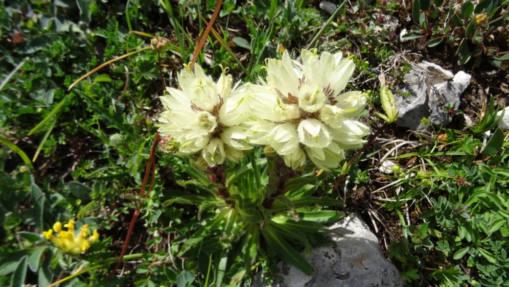 Campanule en Thyrse - Campanula Thyrsoides