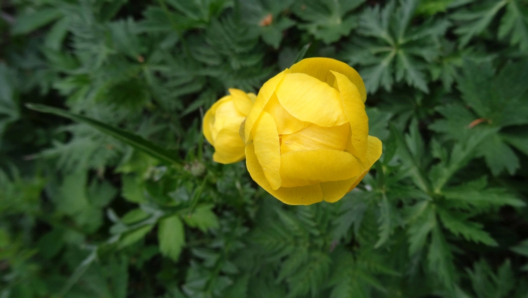 Trolle d'Europe - Trollius Europaeus